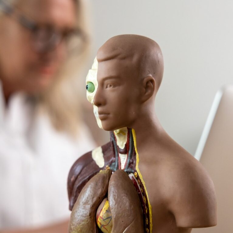 Het anatomie model waar Helene over spreekt, en dan voor de voedselverwerking.